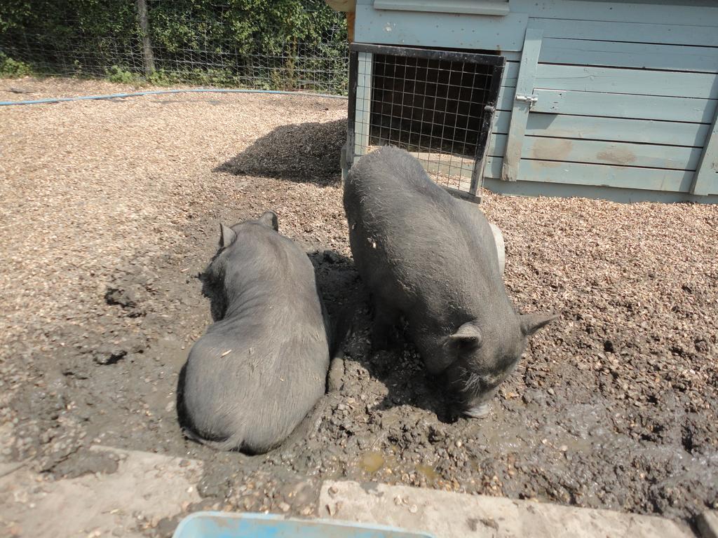 Willow Court Farm Studio South & Petting Farm, 8 Mins From Legoland & Windsor, 15 Mins From Lapland Uk Exteriér fotografie