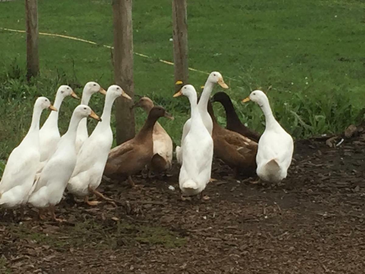 Willow Court Farm Studio South & Petting Farm, 8 Mins From Legoland & Windsor, 15 Mins From Lapland Uk Exteriér fotografie