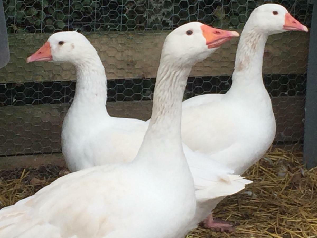Willow Court Farm Studio South & Petting Farm, 8 Mins From Legoland & Windsor, 15 Mins From Lapland Uk Exteriér fotografie