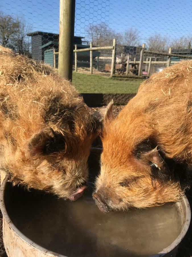 Willow Court Farm Studio South & Petting Farm, 8 Mins From Legoland & Windsor, 15 Mins From Lapland Uk Exteriér fotografie