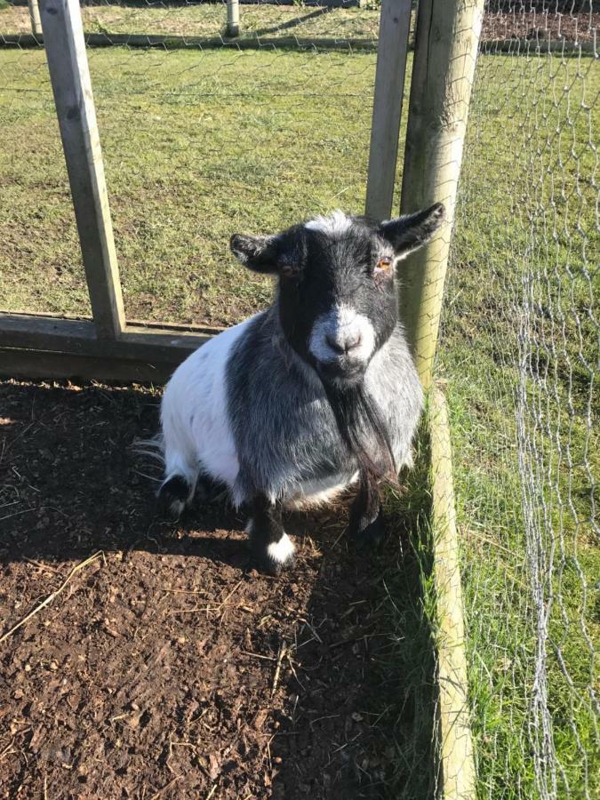 Willow Court Farm Studio South & Petting Farm, 8 Mins From Legoland & Windsor, 15 Mins From Lapland Uk Exteriér fotografie