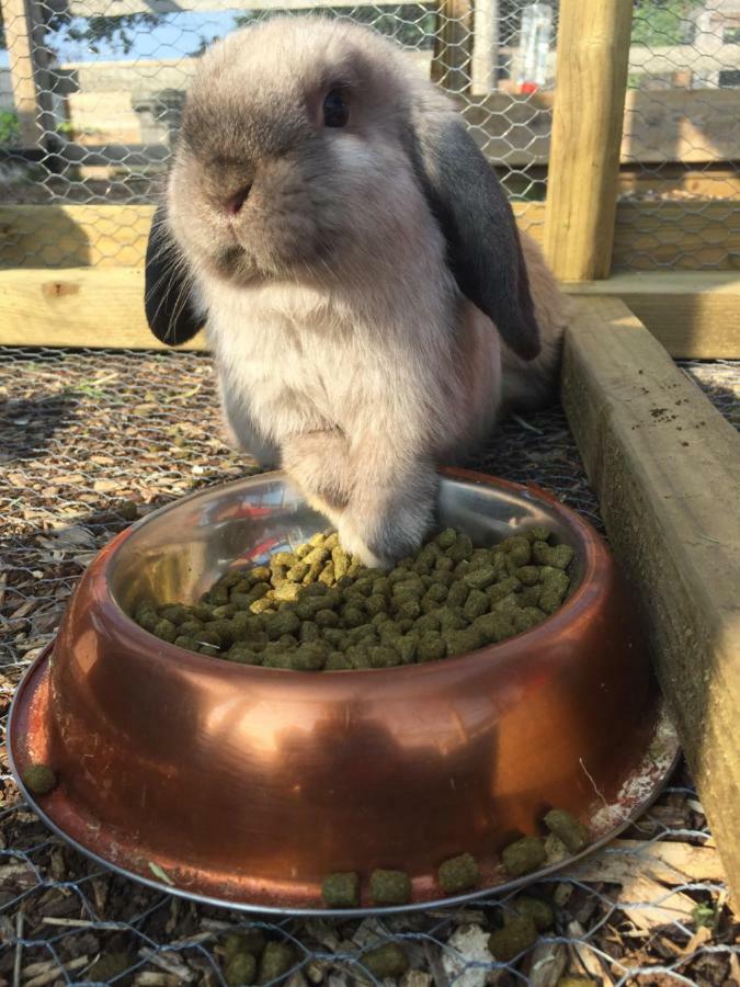 Willow Court Farm Studio South & Petting Farm, 8 Mins From Legoland & Windsor, 15 Mins From Lapland Uk Exteriér fotografie